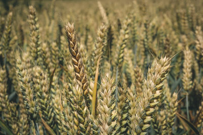 Close-up of wheat growing on field