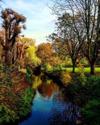 Reflection of trees in water