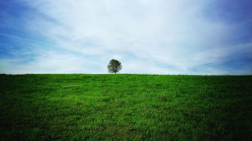 Tree on grassy field against blue sky