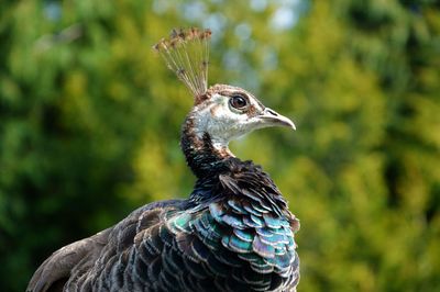 Close-up of peacock