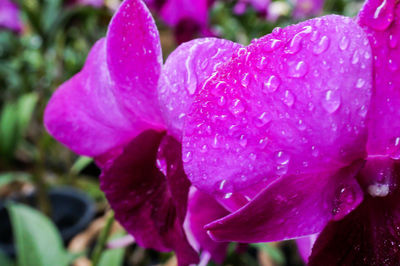 Close-up of wet pink flower blooming outdoors