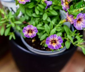 Close-up of purple flowering plant