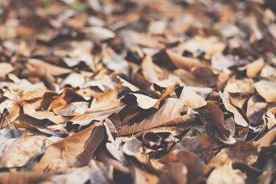 Close-up of fallen maple leaves