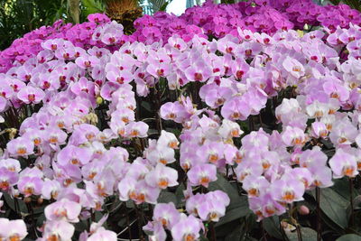 Close-up of flowers blooming outdoors