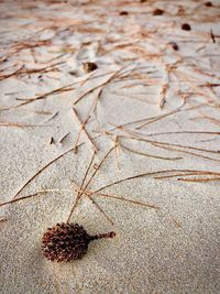 Close-up of dried plant on sand