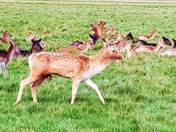 Deer on field