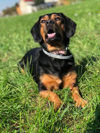 Portrait of black dog sitting on field