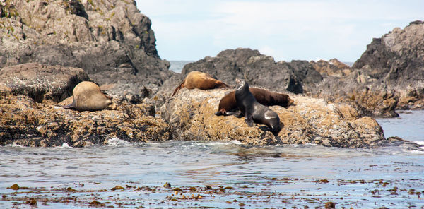 Sea lion on rock formation