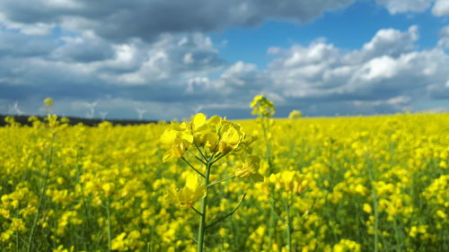 Scenic view of oilseed rape field against cloudy sky