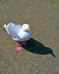 High angle view of bird