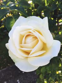 Close-up of white rose blooming outdoors