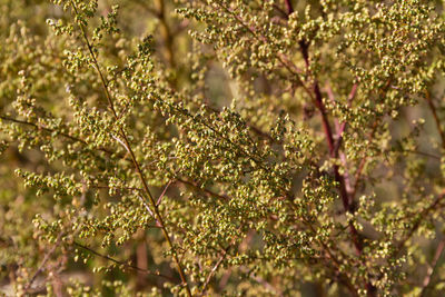 Wild artemisia annua plants in the mountains, cordoba province, argentina