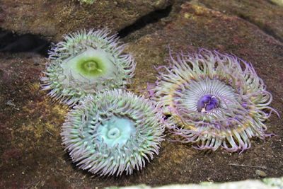 High angle view of starfish on rock in water