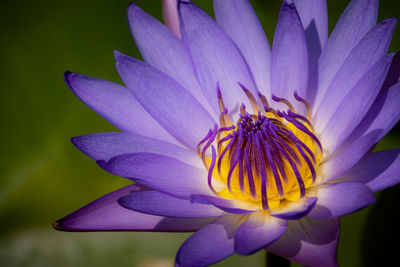 Close-up of purple flower