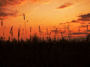 Close-up of silhouette plants on field against orange sky