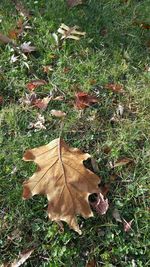 Plants growing on grassy field