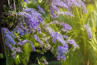 Close-up of purple flowering plant