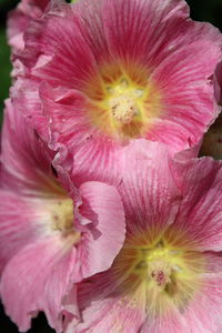 Close-up of pink flower