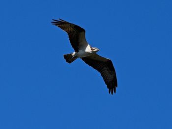 Low angle view of bird flying against clear sky