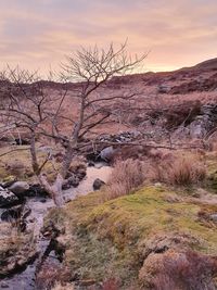 Bare tree on rock against sky during sunset