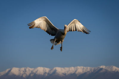 Low angle view of bird flying against sky