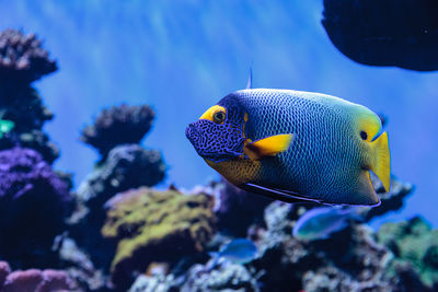 Close-up of blueface angelfish swimming in aquarium