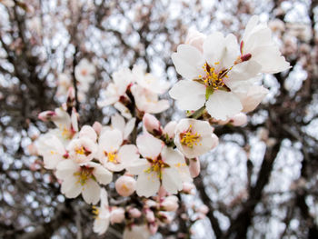 Close-up of cherry blossom
