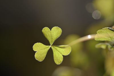 Close-up of green leaves