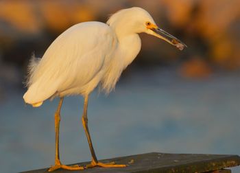 Close-up of bird perching on a flower