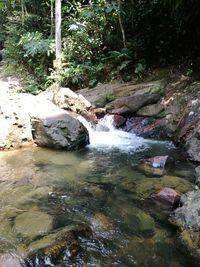 Stream flowing through rocks in forest