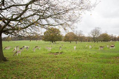 Scenic view of trees on landscape against sky