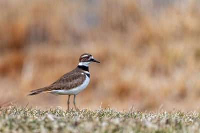 Close-up of bird perching on a field