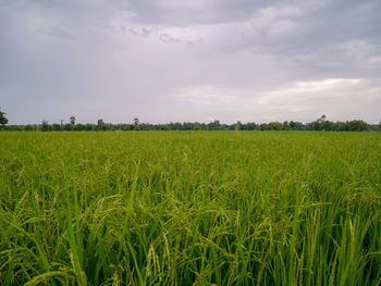 Scenic view of agricultural field against sky