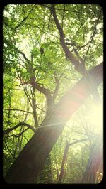 Low angle view of tree