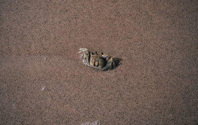 High angle view of bird on sand