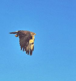 Bird flying against clear blue sky