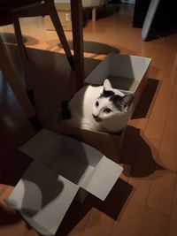 High angle portrait of cat sitting on floor