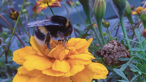 Bee pollinating flower