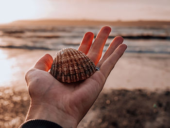 Close-up of hand holding shell at beach