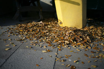 Dry leaves falling on the ground