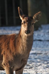 Portrait of deer