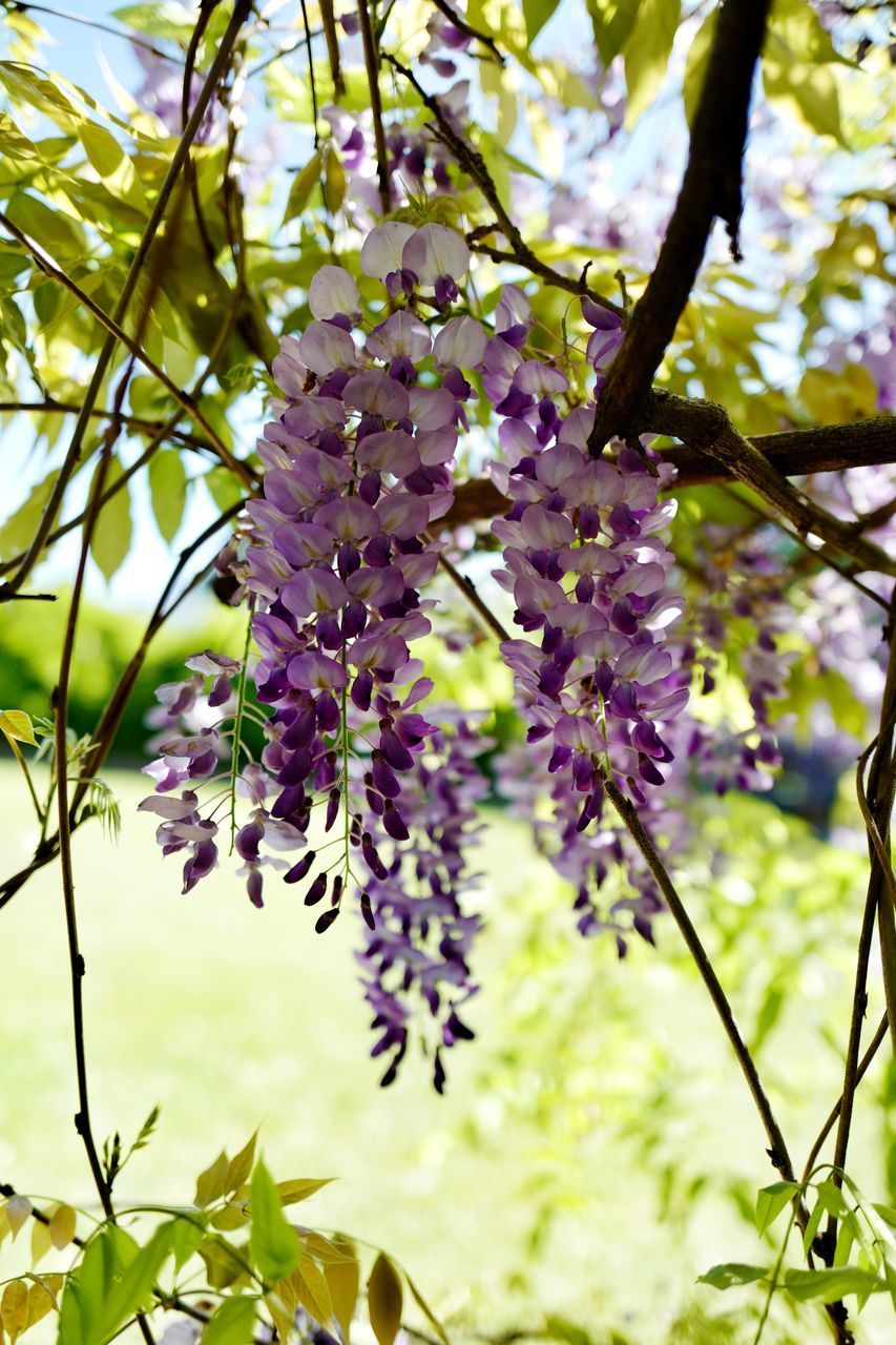 LOW ANGLE VIEW OF FLOWERING PLANT