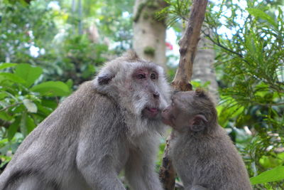 Monkey sitting in a forest