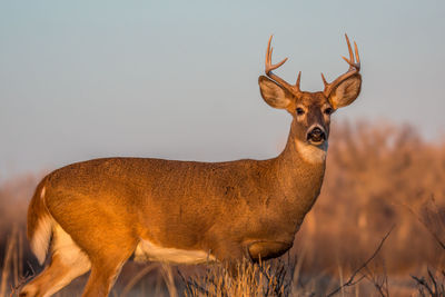 Deer on field
