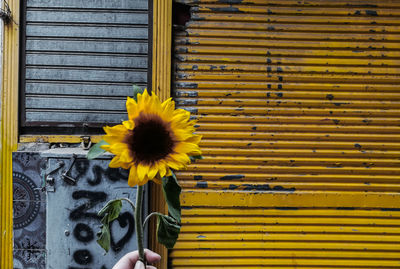 Close-up of hand against yellow wall