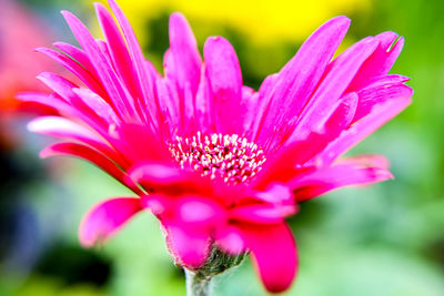 Close-up of pink flower