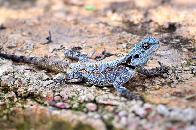 Close-up of lizard