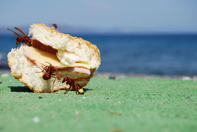 Close-up of insects on fallen bread