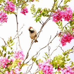 Bird perching on cherry tree