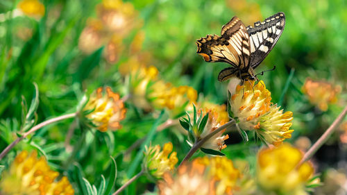 Close-up of butterfly pollinating on flower